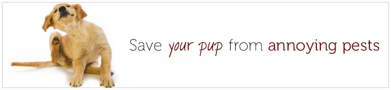 Save your pup from annoying pests!