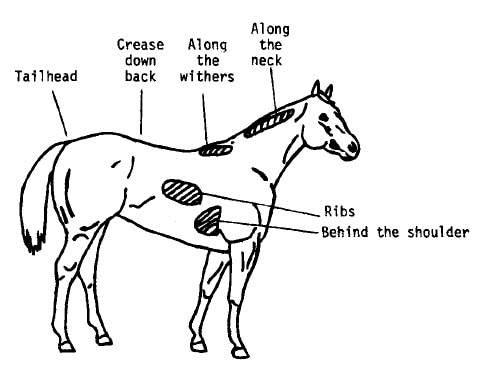 Equine Body Condition Score Chart