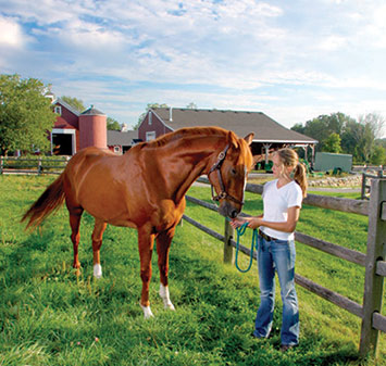 How to Care for a Horse how to take care of a horse