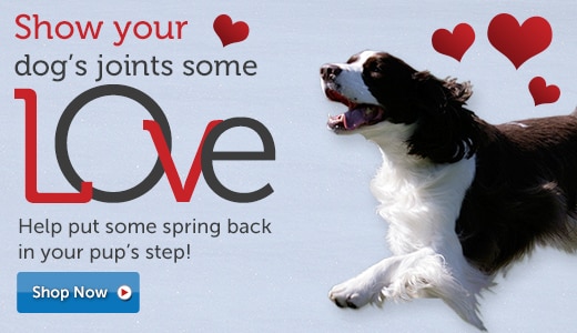 Help put some spring back in your pups step!