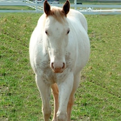 Kellie P and Star Cruiser