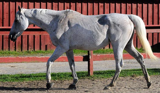 Weight Loss Horse