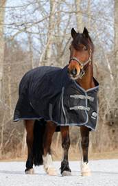 Cushings Horse