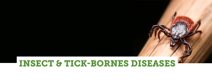 Insect and Tick-borne Diseases Insect and Tick-borne Diseases