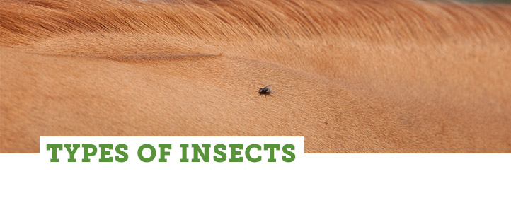 Types of Insects Types of Insects