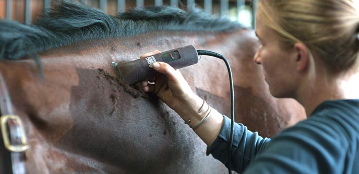 Person clipping a horse