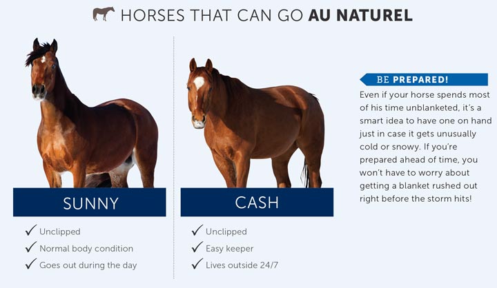 When To Blanket A Horse Chart