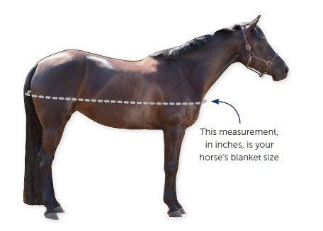 horse blanket measure blankets guide blanketing diagram fitting smartpak knowing starts perfect