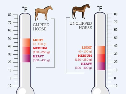 Horse Sheet Size Chart