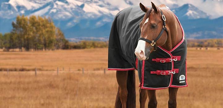 Blanket made to fit quarter horses and stock horses