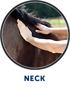 Henneke: neck