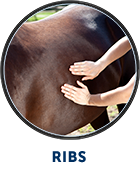 Henneke: ribs