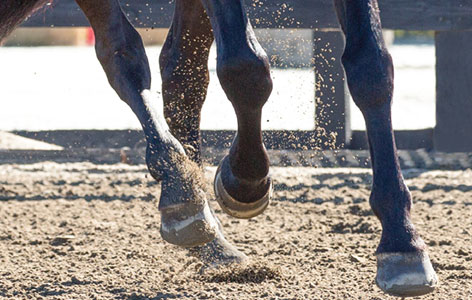 horse and dog joint supplements