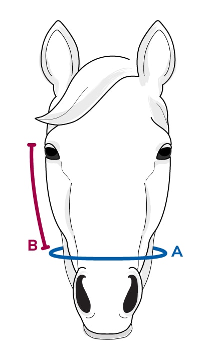 Size guide for Noseband
