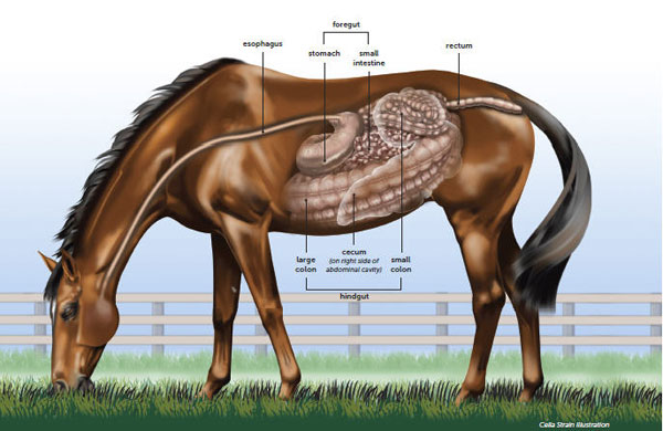 Understanding the Horse Digestive System - SmartPak
