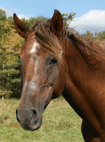 Senior Horse