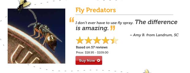 Fly Predators
